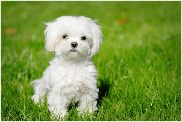 Maltese Dog Facts And Information