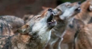 why wolves howl at the moon