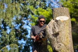 Tree pruning services