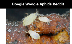Boogie Woogie Aphids Reddit