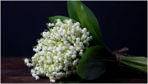 Lily of the Valley