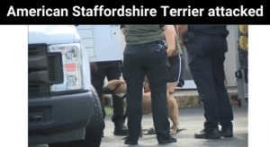 American Staffordshire Terrier attacked