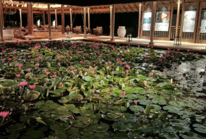 Samantha Ruth Prabhu Chills By Lotus Pond